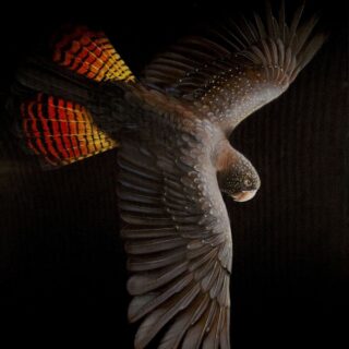 Flight of the Red Tail