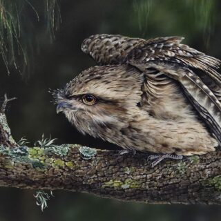 Preparing to Pounce - SOLD