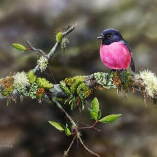 Pristine Percher