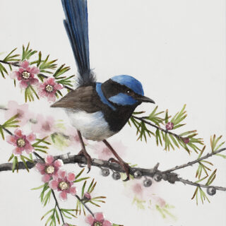 Tea Tree Serenade (Superb Fairywren Male)