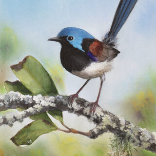 Whispers on a Branch (Variegated Fairywren male)